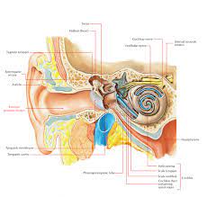 What are synonyms for external acoustic meatus? External Auditory Meatus Acoustic Meatus Earth S Lab