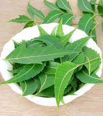 Pokok semambu yang juga dikenali sebagai mambu atau nama saintifiknya azadirachta indica merupakan tumbuhan dari keluarga mahogani iaitu meliaceae. Daun Mambu Segar Posts Facebook