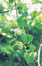 Image result for Adenia gummifera