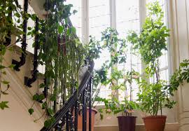 Plants purify stale indoor air so you can breathe easier. 8 Houseplant Ideas To Steal From A Grand Parisian Escalier Gardenista