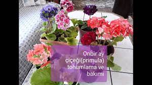 Kolay gelişen ve fazla seçici olmayan, çiçeksiz ve. Onbir Ay Cicegi Primula Tohum Elde Etme Ve Bakimi Youtube