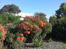 List of western australia plants from australian native plants nursery including acacia aphylla, none, acacia denticulosa, agonis flexuosa burgundy, burgundy, anigozanthos 'amber velvet', kangaroo paw, anigozanthos 'gold velvet', ruby kangaroo paw, anigozanthos 'royal cheer', red & green kangaroo paw, anigozanthos 'ruby velvet', kangaroo paw, anigozanthos rufus 'backdraft', anigozanthos. Corymbia Baby Orange Flowering Gum Gardening With Angus