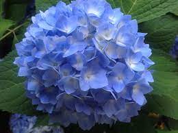 Blue Hydrangea Flower Blue Hydrangea Flowers Beautiful Flowers Amazing Flowers