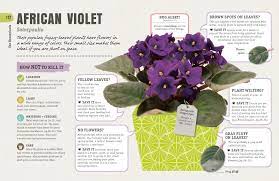 Check spelling or type a new query. African Violet Grape Treat Live Plant In Pot