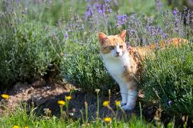 Cats are good climbers, so it's. Is Lavender Safe For Cats Great Pet Care
