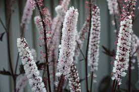 Growing tall flowers (we're talking at least 3' and as high as 9') can make your yard look stunning, but they can also serve as a living privacy fence or hide an ugly here's a list of common perennials to try in your yard. 17 Tall Growing Perennials That Will Add Depth And Beauty To Your Garden
