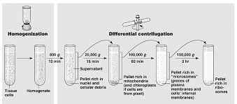 Animal cell structure in sinhala. Http Www Sc Chula Ac Th Courseware 2303101j Viii Cell Pdf