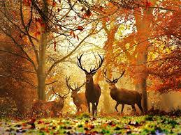Find the best autumn wallpaper pictures on getwallpapers. 49 Fall Wildlife Wallpaper And Screensavers On Wallpapersafari