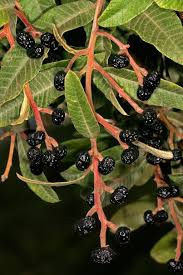 Image result for Ozoroa