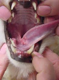 They may also become infected. Diagnosis And Treatment Of A Feline Oral Mast Cell Tumor Sciencedirect