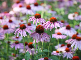Dainty 1 orange flowers form atop wispy stems in this prolific perennial. 21 Easy Perennials To Plant In Canada Chatelaine