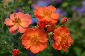 Like all of the oso easy ® roses, it is highly disease resistant and easy care. Get Oso Easy Paprika Rose In Mi At English Gardens Nurseries Serving Clinton Township Dearborn Heights Eastpointe Royal Oak West Bloomfield And The Plymouth Ann Arbor Michigan Areas