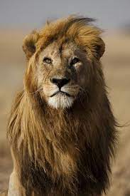 Itziarsmind Lion Photography Animals Animals Wild