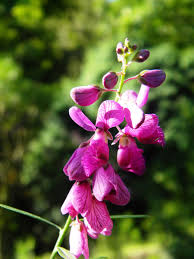 Image result for Polygala virgata