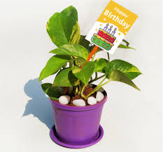 What are traditional milestone anniversary gifts? Gift Plants Collection Corporate Gifts Birthday Gifts Anniversary Gift And Return Gifts At Rs 249 Piece Decorative Plant Id 21441006912