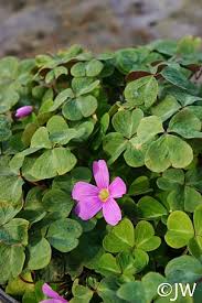 Image result for Oxalis oligotricha