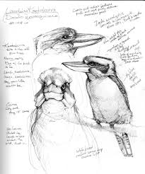 Australia Sketchbook Bird Drawings Sketch Book Bird Pencil Drawing