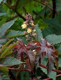 Source high quality products in hundreds of categories wholesale direct from china. Ricinus Wikipedia