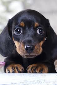 Adorable Dachshund Puppy Dachshund Puppies Puppies Dachshund Puppy Miniature