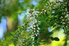 We did not find results for: Most Common Flowers And Their Meanings