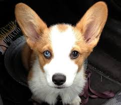 Corgi Dog Black And Brown 11 Gorgeous Dogs With Different Colored Eyes Different Colored Eyes Corgi Dogs