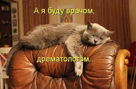 Прикольные фото котов (75 шт.)