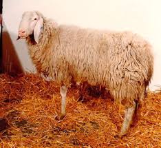 In the year of 1786, development of this breed started when. Sheep Breed An Overview Sciencedirect Topics