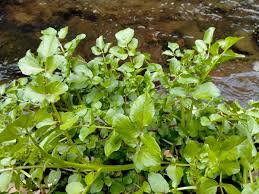 Image result for Nasturtium microphyllum