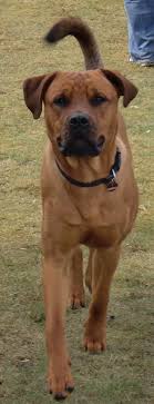 The breed is also known as the **south african boerboel. Rocco Bullmastiff Rottweiler Mischling Mix