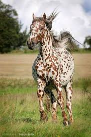 صوره حصان جميل Horses Pretty Horses Beautiful Horses