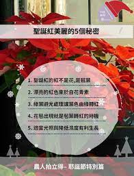聖誕紅美麗的五個秘密 convenience store products convenience