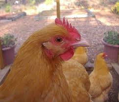 Are buff orpingtons good layers? Meet The Orpington Breed Of Chicken Chicken Breeds Chicken Treats Chickens Backyard
