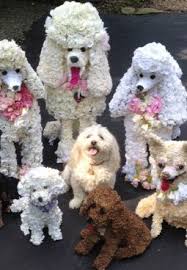 Flower Poodles Cicek Aranjmanlari Cicek Aranjmani Sanat Cicekler