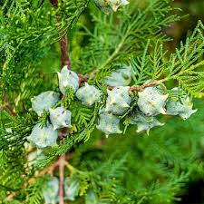 Growing, Selling And Propagating Dark Green Arborvitae.