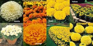 Bunga marigold memiliki manfaat terhadap tubuhmu layaknya beberapa bunga yang ada di indonesia. Marigold Yang Betul Keterangan Foto