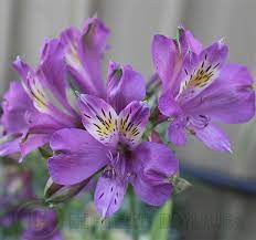 Alstroemeria Daylilies In Australia
