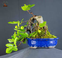 Ficus carica