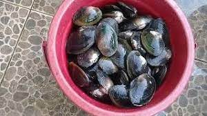 Mencari kerang laut dan menangkap ikan pakai tangan kosong, full satu ember besar. Tata Cara Mengolah Dan Membersihkan Kerang Kijing Kolam Air Tawar Youtube