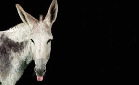 Pin On I M A Suburban Farmer In Nc