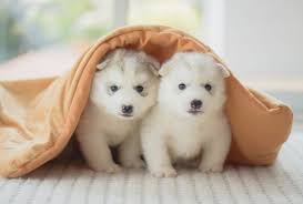 Still, excitement, playfulness, and high spirits may appear throughout their lives. When Do Puppies Calm Down Dogpackr