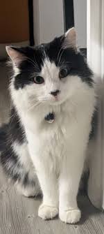 All you need to know about the Ragdoll breed starting from the origin of  the breed.