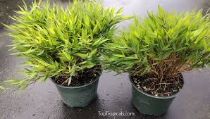 Image result for Pogonatherum paniceum