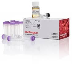 Triple c cool cell cleaner. One Shot Top10 Chemically Competent I E Coli I