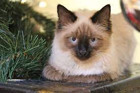 Are Himalayan Cats Hypoallergenic