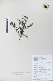 Image result for Heliotropium zeylanicum