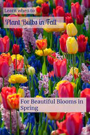 Flower Bulb Planting Planting Bulbs Fall Bulb Planting Fall Bulbs
