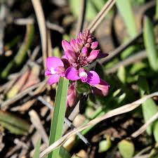 Image result for Sopubia conferta