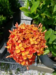 Image result for Ixora praetermissa