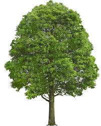 Imagen Integrada 1 Arboles Png Arboles Para Jardin Arboles En Otono