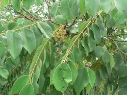 Image result for Pterocarpus rotundifolius